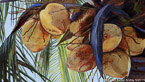 Coconuts  #IMP-032,  Original Acrylic on Canvas: 48  x  60 inches   $5400;  Stretched and Gallery Wrapped Limited Edition Archival Print on Canvas: 40 x 50 inches   $1560.  Custom  sizes, colors, and commissions are also available.  For more information or to order, please visit our ABOUT page or call us at   561-691-1110.