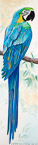Blue Parrot  #MSC-044,  Original Acrylic on Canvas: 18  x 68 inches,  Sold;  Stretched and Gallery Wrapped Limited Edition Archival Print on Canvas: 18  x 68 inches     $1530-.