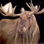Moose  #BBB-097,  Original Acrylic on Canvas:   x  inches,  Sold;  Stretched and Gallery Wrapped Limited Edition Archival Print on Canvas: 40  x 40 inches     $1500-.  Custom   sizes, colors, and commissions are also available.  For more information or to order, please visit our  ABOUT  page or call us at 561-691-1110.