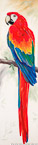 Red Parrot  #MSC-045,  Original Acrylic on Canvas: 18  x 68 inches,  Sold;  Stretched and Gallery Wrapped Limited Edition Archival Print on Canvas: 18  x 68 inches     $1530-.