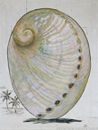 Shell  #MSC-087,  Original Acrylic on Canvas: 36  x  48 inches   $3000;  Stretched and Gallery Wrapped Limited Edition Archival Print on Canvas: 40 x 56 inches   $1590.  Custom  sizes, colors, and commissions are also available.  For more information or to order, please visit our ABOUT page or call us at   561-691-1110.