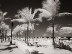 Tropical Beach, Fort Lauderdale #YNS-152.  Infrared Photograph,  Stretched and Gallery Wrapped, Limited Edition Archival Print on Canvas:  56 x 40 inches, $1590.  Custom Proportions and Sizes are Available.  For more information or to order please visit our ABOUT page or call us at 561-691-1110.