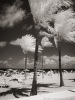 Tropical Beach, Fort Lauderdale #YNS-161.  Infrared Photograph,  Stretched and Gallery Wrapped, Limited Edition Archival Print on Canvas:  40 x 56 inches, $1590.  Custom Proportions and Sizes are Available.  For more information or to order please visit our ABOUT page or call us at 561-691-1110.