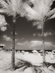 Tropical Beach, Fort Lauderdale #YNS-165.  Infrared Photograph,  Stretched and Gallery Wrapped, Limited Edition Archival Print on Canvas:  40 x 56 inches, $1590.  Custom Proportions and Sizes are Available.  For more information or to order please visit our ABOUT page or call us at 561-691-1110.