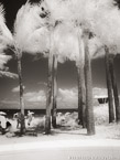 Tropical Beach, Fort Lauderdale #YNS-171.  Infrared Photograph,  Stretched and Gallery Wrapped, Limited Edition Archival Print on Canvas:  40 x 56 inches, $1590.  Custom Proportions and Sizes are Available.  For more information or to order please visit our ABOUT page or call us at 561-691-1110.