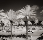 Tropical Beach, Fort Lauderdale #YNS-191.  Infrared Photograph,  Stretched and Gallery Wrapped, Limited Edition Archival Print on Canvas:  40 x 44 inches, $1530.  Custom Proportions and Sizes are Available.  For more information or to order please visit our ABOUT page or call us at 561-691-1110.