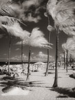 Tropical Beach, Fort Lauderdale #YNS-201.  Infrared Photograph,  Stretched and Gallery Wrapped, Limited Edition Archival Print on Canvas:  40 x 50 inches, $1560.  Custom Proportions and Sizes are Available.  For more information or to order please visit our ABOUT page or call us at 561-691-1110.