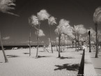 Tropical Beach, Fort Lauderdale #YNS-206.  Infrared Photograph,  Stretched and Gallery Wrapped, Limited Edition Archival Print on Canvas:  56 x 40 inches, $1590.  Custom Proportions and Sizes are Available.  For more information or to order please visit our ABOUT page or call us at 561-691-1110.