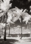 Tropical Beach, Jupiter  #YNS-210.  Infrared Photograph,  Stretched and Gallery Wrapped, Limited Edition Archival Print on Canvas:  40 x 56 inches, $1590.  Custom Proportions and Sizes are Available.  For more information or to order please visit our ABOUT page or call us at 561-691-1110.