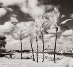 Tropical Beach, Jupiter  #YNS-213.  Infrared Photograph,  Stretched and Gallery Wrapped, Limited Edition Archival Print on Canvas:  40 x 44 inches, $1530.  Custom Proportions and Sizes are Available.  For more information or to order please visit our ABOUT page or call us at 561-691-1110.