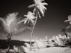 Tropical Beach, Florida Keys #YNS-302.  Infrared Photograph,  Stretched and Gallery Wrapped, Limited Edition Archival Print on Canvas:  56 x 40 inches, $1590.  Custom Proportions and Sizes are Available.  For more information or to order please visit our ABOUT page or call us at 561-691-1110.