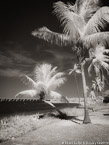 Tropical Beach, Florida Keys #YNS-305.  Infrared Photograph,  Stretched and Gallery Wrapped, Limited Edition Archival Print on Canvas:  40 x 56 inches, $1590.  Custom Proportions and Sizes are Available.  For more information or to order please visit our ABOUT page or call us at 561-691-1110.