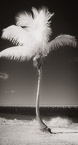 Tropical Beach, Florida Keys #YNS-306.  Infrared Photograph,  Stretched and Gallery Wrapped, Limited Edition Archival Print on Canvas:  36 x 68 inches, $1620.  Custom Proportions and Sizes are Available.  For more information or to order please visit our ABOUT page or call us at 561-691-1110.