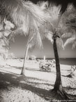 Tropical Beach, Key West #YNS-315.  Infrared Photograph,  Stretched and Gallery Wrapped, Limited Edition Archival Print on Canvas:  40 x 56 inches, $1590.  Custom Proportions and Sizes are Available.  For more information or to order please visit our ABOUT page or call us at 561-691-1110.