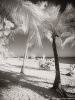 Tropical Beach, Key West #YNS-315.  Infrared Photograph,  Stretched and Gallery Wrapped, Limited Edition Archival Print on Canvas:  40 x 56 inches, $1590.  Custom Proportions and Sizes are Available.  For more information or to order please visit our ABOUT page or call us at 561-691-1110.
