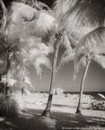 Tropical Beach, Key West #YNS-317.  Infrared Photograph,  Stretched and Gallery Wrapped, Limited Edition Archival Print on Canvas:  40 x 50 inches, $1560.  Custom Proportions and Sizes are Available.  For more information or to order please visit our ABOUT page or call us at 561-691-1110.