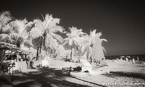 Tropical Beach, Key West #YNS-318.  Infrared Photograph,  Stretched and Gallery Wrapped, Limited Edition Archival Print on Canvas:  68 x 40 inches, $1620.  Custom Proportions and Sizes are Available.  For more information or to order please visit our ABOUT page or call us at 561-691-1110.