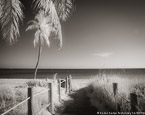 Tropical Beach, Key West #YNS-324.  Infrared Photograph,  Stretched and Gallery Wrapped, Limited Edition Archival Print on Canvas:  50 x 40 inches, $1560.  Custom Proportions and Sizes are Available.  For more information or to order please visit our ABOUT page or call us at 561-691-1110.
