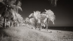 Tropical Beach, Key West #YNS-325.  Infrared Photograph,  Stretched and Gallery Wrapped, Limited Edition Archival Print on Canvas:  72 x 40 inches, $1620.  Custom Proportions and Sizes are Available.  For more information or to order please visit our ABOUT page or call us at 561-691-1110.