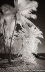 Tropical Beach, Key West #YNS-342.  Infrared Photograph,  Stretched and Gallery Wrapped, Limited Edition Archival Print on Canvas:  40 x 68 inches, $1620.  Custom Proportions and Sizes are Available.  For more information or to order please visit our ABOUT page or call us at 561-691-1110.