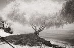 Beach , Limassol Cyprus #YNS-081.  Infrared Photograph,  Stretched and Gallery Wrapped, Limited Edition Archival Print on Canvas:  60 x 40 inches, $1590.  Custom Proportions and Sizes are Available.  For more information or to order please visit our ABOUT page or call us at 561-691-1110.
