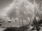 Beach , Limassol Cyprus #YNS-086.  Infrared Photograph,  Stretched and Gallery Wrapped, Limited Edition Archival Print on Canvas:  56 x 40 inches, $1590.  Custom Proportions and Sizes are Available.  For more information or to order please visit our ABOUT page or call us at 561-691-1110.