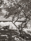 Beach , Jupiter  #YNS-219.  Infrared Photograph,  Stretched and Gallery Wrapped, Limited Edition Archival Print on Canvas:  40 x 56 inches, $1590.  Custom Proportions and Sizes are Available.  For more information or to order please visit our ABOUT page or call us at 561-691-1110.
