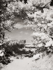 Beach , Jupiter  #YNS-222.  Infrared Photograph,  Stretched and Gallery Wrapped, Limited Edition Archival Print on Canvas:  40 x 56 inches, $1590.  Custom Proportions and Sizes are Available.  For more information or to order please visit our ABOUT page or call us at 561-691-1110.