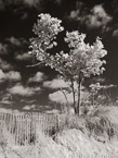 Beach , Jupiter  #YNS-224.  Infrared Photograph,  Stretched and Gallery Wrapped, Limited Edition Archival Print on Canvas:  40 x 56 inches, $1590.  Custom Proportions and Sizes are Available.  For more information or to order please visit our ABOUT page or call us at 561-691-1110.