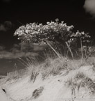 Beach , Jupiter  #YNS-227.  Infrared Photograph,  Stretched and Gallery Wrapped, Limited Edition Archival Print on Canvas:  40 x 44 inches, $1530.  Custom Proportions and Sizes are Available.  For more information or to order please visit our ABOUT page or call us at 561-691-1110.