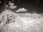 Beach , Jupiter  #YNS-267.  Infrared Photograph,  Stretched and Gallery Wrapped, Limited Edition Archival Print on Canvas:  56 x 40 inches, $1590.  Custom Proportions and Sizes are Available.  For more information or to order please visit our ABOUT page or call us at 561-691-1110.