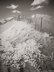 Beach , Jupiter  #YNS-282.  Infrared Photograph,  Stretched and Gallery Wrapped, Limited Edition Archival Print on Canvas:  40 x 56 inches, $1590.  Custom Proportions and Sizes are Available.  For more information or to order please visit our ABOUT page or call us at 561-691-1110.