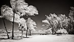 Tropical Beach, Jupiter  #YNL-017.  Infrared Photograph,  Stretched and Gallery Wrapped, Limited Edition Archival Print on Canvas:  72 x 40 inches, $1620.  Custom Proportions and Sizes are Available.  For more information or to order please visit our ABOUT page or call us at 561-691-1110.