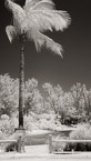 Tropical Beach, Jupiter  #YNS-003.  Infrared Photograph,  Stretched and Gallery Wrapped, Limited Edition Archival Print on Canvas:  40 x 72 inches, $1620.  Custom Proportions and Sizes are Available.  For more information or to order please visit our ABOUT page or call us at 561-691-1110.