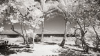 Tropical Beach, Jupiter  #YNS-012.  Infrared Photograph,  Stretched and Gallery Wrapped, Limited Edition Archival Print on Canvas:  72 x 40 inches, $1620.  Custom Proportions and Sizes are Available.  For more information or to order please visit our ABOUT page or call us at 561-691-1110.