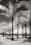 Tropical Beach, Jupiter  #YNS-025.  Infrared Photograph,  Stretched and Gallery Wrapped, Limited Edition Archival Print on Canvas:  40 x 60 inches, $1590.  Custom Proportions and Sizes are Available.  For more information or to order please visit our ABOUT page or call us at 561-691-1110.