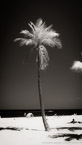 Tropical Beach, Fort Lauderdale #YNS-029.  Infrared Photograph,  Stretched and Gallery Wrapped, Limited Edition Archival Print on Canvas:  40 x 72 inches, $1620.  Custom Proportions and Sizes are Available.  For more information or to order please visit our ABOUT page or call us at 561-691-1110.