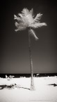 Tropical Beach, Fort Lauderdale #YNS-034.  Infrared Photograph,  Stretched and Gallery Wrapped, Limited Edition Archival Print on Canvas:  40 x 72 inches, $1620.  Custom Proportions and Sizes are Available.  For more information or to order please visit our ABOUT page or call us at 561-691-1110.