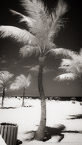 Tropical Beach, Fort Lauderdale #YNS-036.  Infrared Photograph,  Stretched and Gallery Wrapped, Limited Edition Archival Print on Canvas:  40 x 72 inches, $1620.  Custom Proportions and Sizes are Available.  For more information or to order please visit our ABOUT page or call us at 561-691-1110.