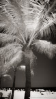 Tropical Beach, Fort Lauderdale #YNS-037.  Infrared Photograph,  Stretched and Gallery Wrapped, Limited Edition Archival Print on Canvas:  40 x 72 inches, $1620.  Custom Proportions and Sizes are Available.  For more information or to order please visit our ABOUT page or call us at 561-691-1110.