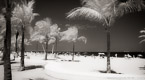 Tropical Beach, Fort Lauderdale #YNS-038.  Infrared Photograph,  Stretched and Gallery Wrapped, Limited Edition Archival Print on Canvas:  72 x 40 inches, $1620.  Custom Proportions and Sizes are Available.  For more information or to order please visit our ABOUT page or call us at 561-691-1110.
