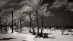 Tropical Beach, Fort Lauderdale #YNS-040.  Infrared Photograph,  Stretched and Gallery Wrapped, Limited Edition Archival Print on Canvas:  72 x 40 inches, $1620.  Custom Proportions and Sizes are Available.  For more information or to order please visit our ABOUT page or call us at 561-691-1110.