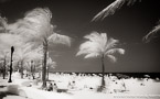 Tropical Beach, Fort Lauderdale #YNS-042.  Infrared Photograph,  Stretched and Gallery Wrapped, Limited Edition Archival Print on Canvas:  68 x 40 inches, $1620.  Custom Proportions and Sizes are Available.  For more information or to order please visit our ABOUT page or call us at 561-691-1110.