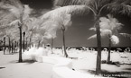 Tropical Beach, Fort Lauderdale #YNS-043.  Infrared Photograph,  Stretched and Gallery Wrapped, Limited Edition Archival Print on Canvas:  68 x 40 inches, $1620.  Custom Proportions and Sizes are Available.  For more information or to order please visit our ABOUT page or call us at 561-691-1110.
