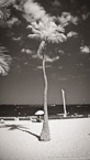 Tropical Beach, Fort Lauderdale #YNS-053.  Infrared Photograph,  Stretched and Gallery Wrapped, Limited Edition Archival Print on Canvas:  40 x 72 inches, $1620.  Custom Proportions and Sizes are Available.  For more information or to order please visit our ABOUT page or call us at 561-691-1110.