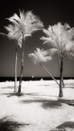 Tropical Beach, Fort Lauderdale #YNS-064.  Infrared Photograph,  Stretched and Gallery Wrapped, Limited Edition Archival Print on Canvas:  40 x 72 inches, $1620.  Custom Proportions and Sizes are Available.  For more information or to order please visit our ABOUT page or call us at 561-691-1110.