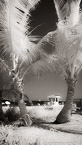 Tropical Beach, Fort Lauderdale #YNS-067.  Infrared Photograph,  Stretched and Gallery Wrapped, Limited Edition Archival Print on Canvas:  40 x 72 inches, $1620.  Custom Proportions and Sizes are Available.  For more information or to order please visit our ABOUT page or call us at 561-691-1110.