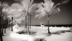 Tropical Beach, Fort Lauderdale #YNS-076.  Infrared Photograph,  Stretched and Gallery Wrapped, Limited Edition Archival Print on Canvas:  72 x 40 inches, $1620.  Custom Proportions and Sizes are Available.  For more information or to order please visit our ABOUT page or call us at 561-691-1110.