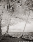 Tropical Beach, Tahiti  #YNS-093.  Infrared Photograph,  Stretched and Gallery Wrapped, Limited Edition Archival Print on Canvas:  40 x 56 inches, $1590.  Custom Proportions and Sizes are Available.  For more information or to order please visit our ABOUT page or call us at 561-691-1110.