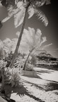 Tropical Beach, Bora Bora #YNS-117.  Infrared Photograph,  Stretched and Gallery Wrapped, Limited Edition Archival Print on Canvas:  40 x 72 inches, $1620.  Custom Proportions and Sizes are Available.  For more information or to order please visit our ABOUT page or call us at 561-691-1110.